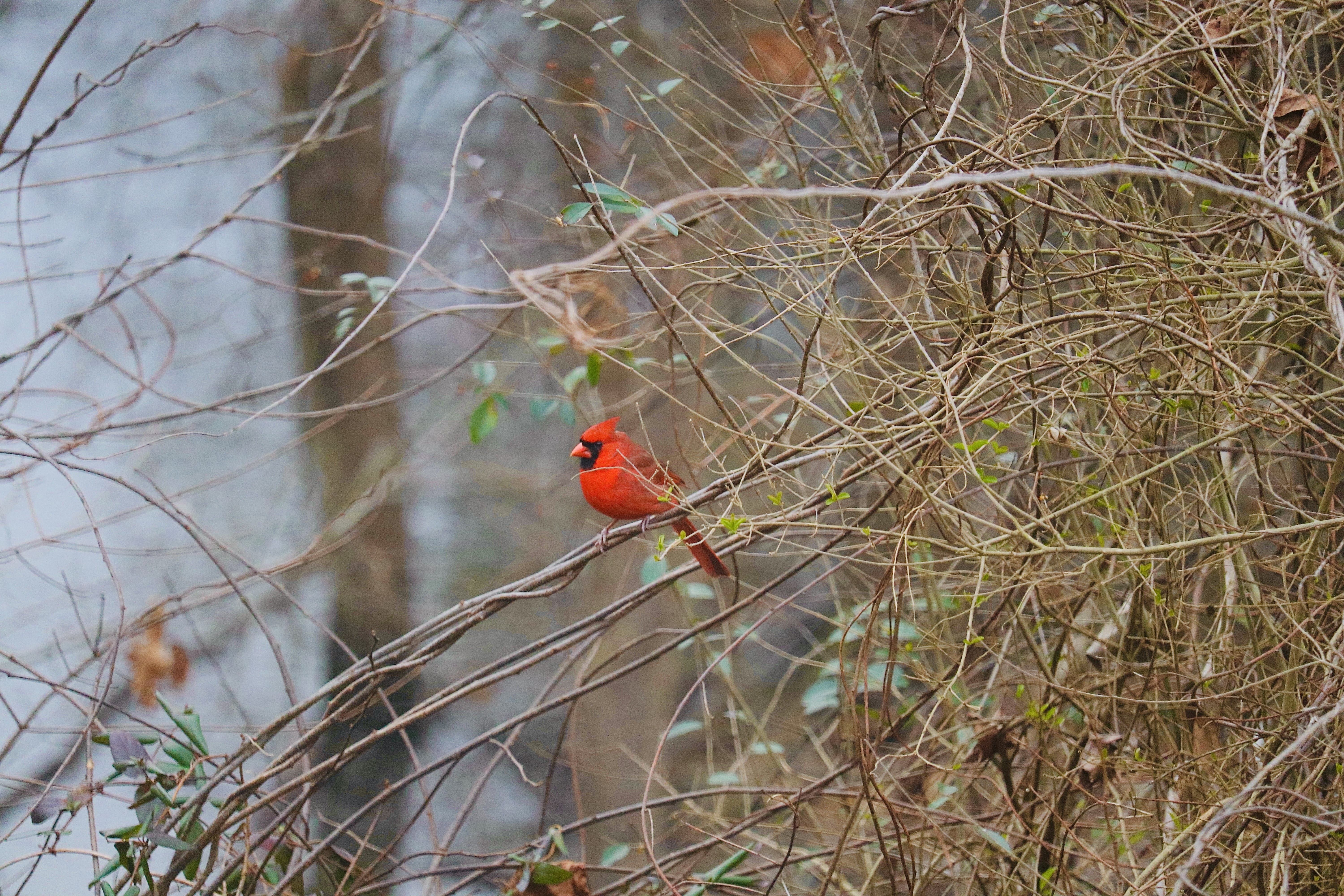 North Carolina