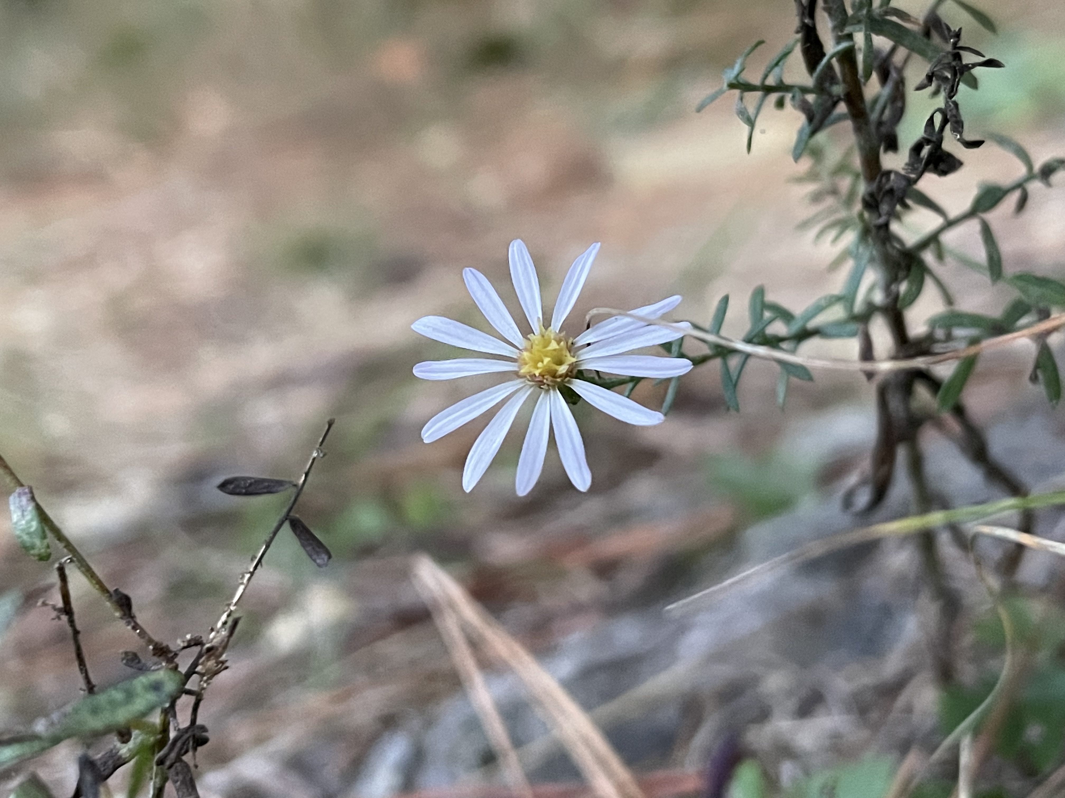 Flowers.