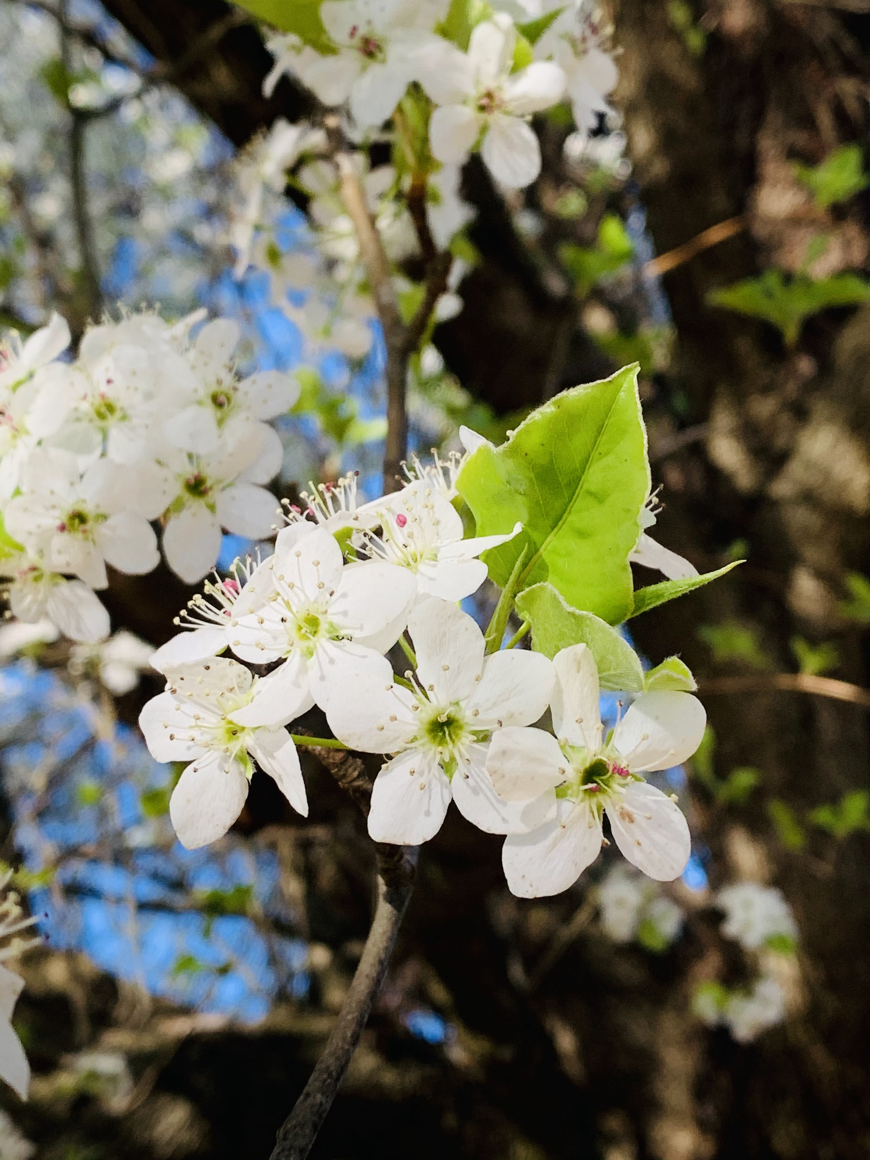 Flowers.