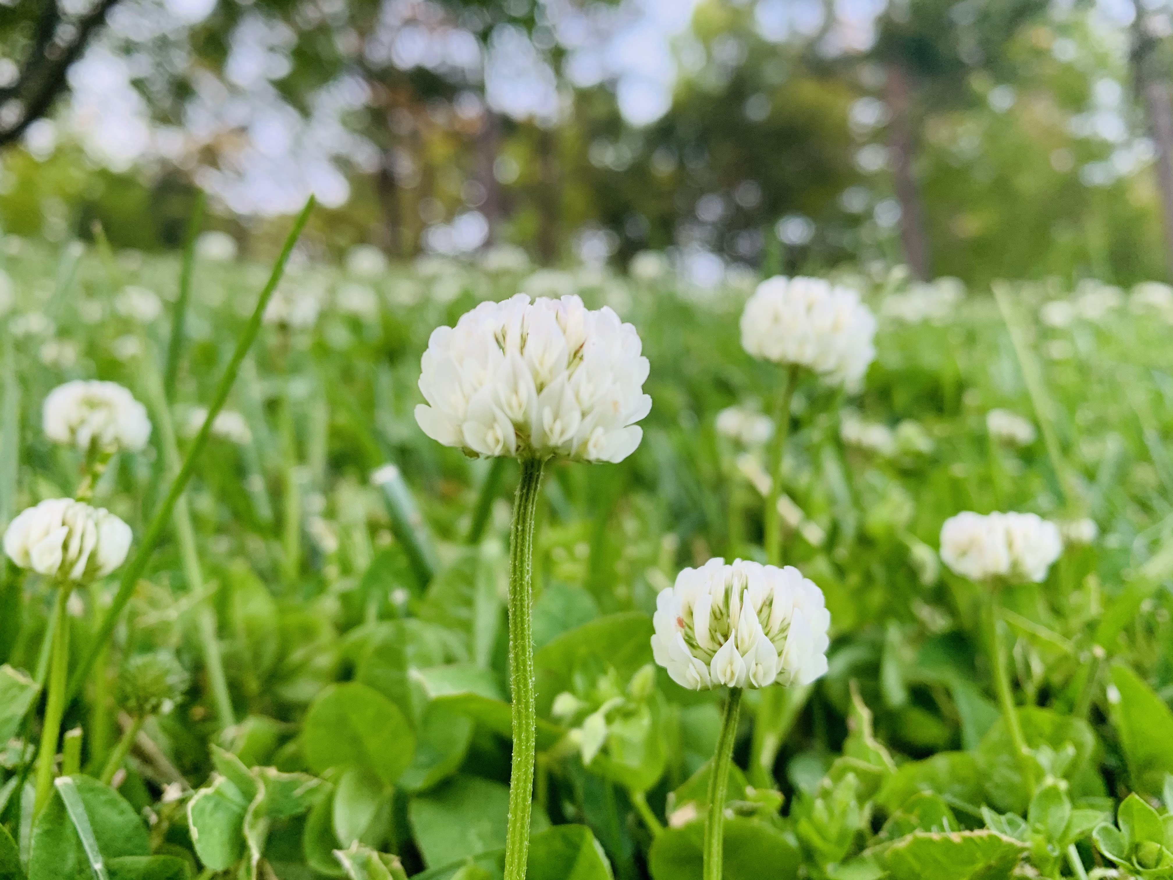 Flowers.