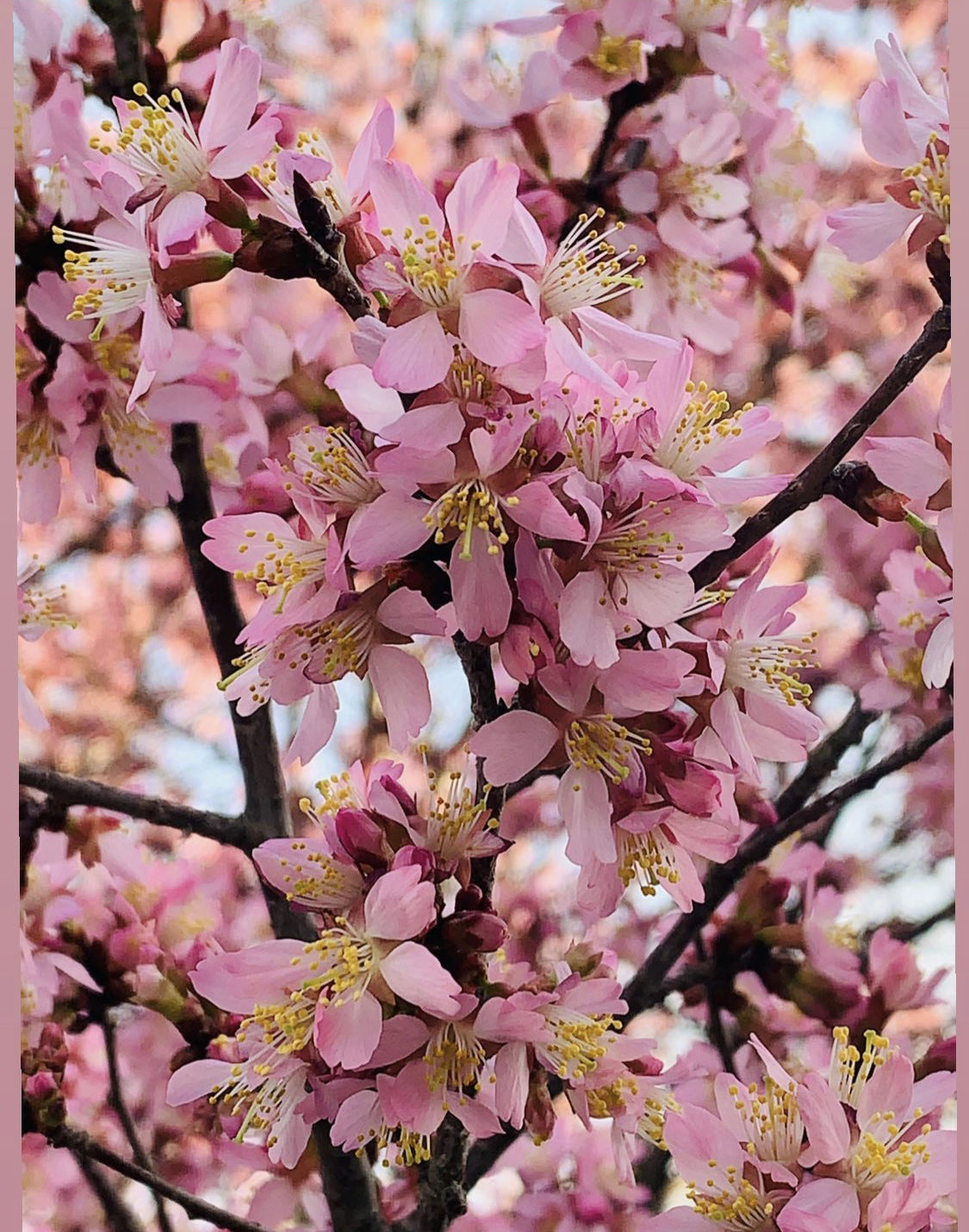 Flowers.